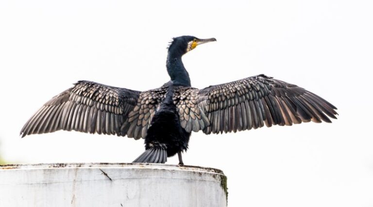 De natuur in en “schieten wat je schieten kan”