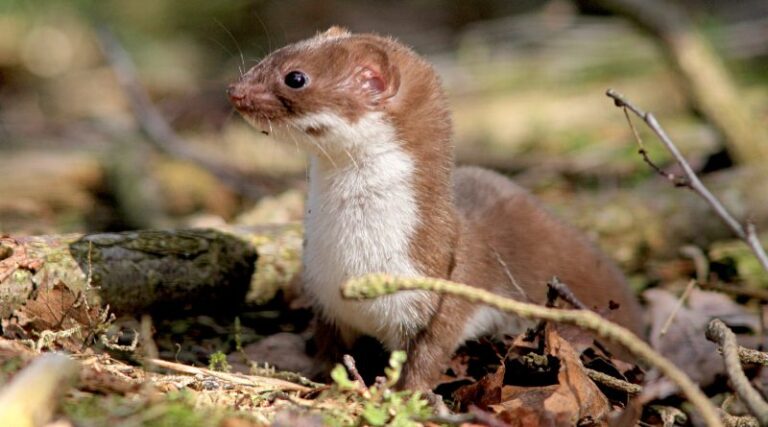 Parels uit de natuur digitaal gevangen Drenthe