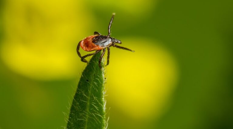 Teken-alert helpt tekenbeten voorkomen
