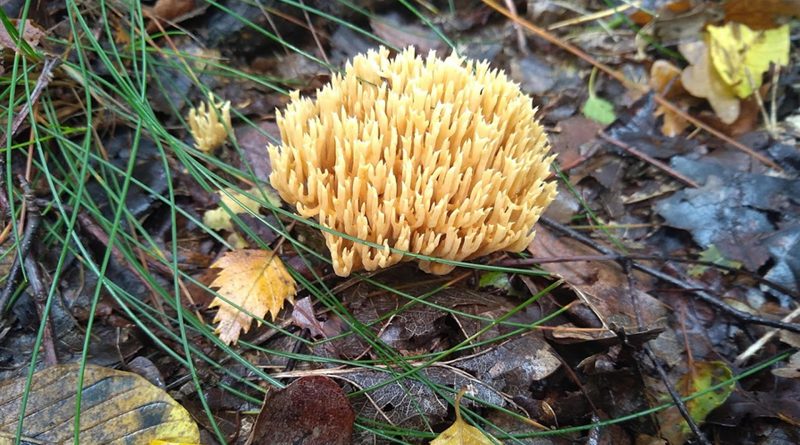 Spannende spinnen en bijzondere paddenstoelen IJhorst-Staphorst
