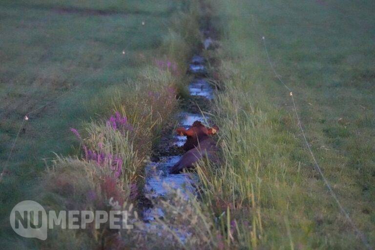 Twee koeien in sloot tussen Meppel en Staphorst
