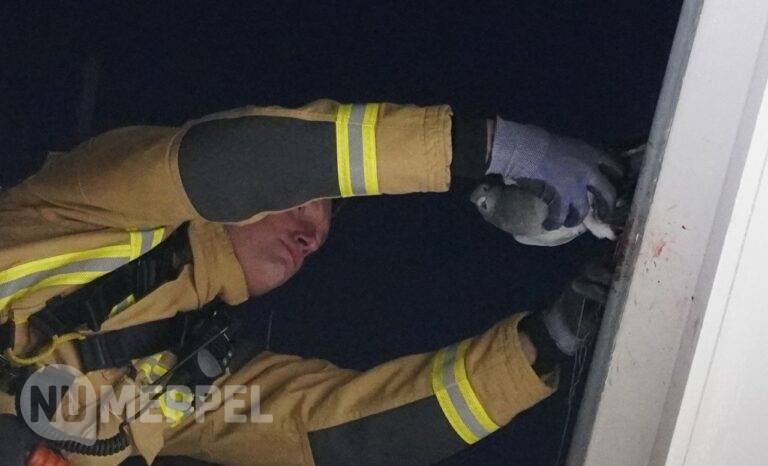 Brandweer redt duif van dak in binnenstad Meppel