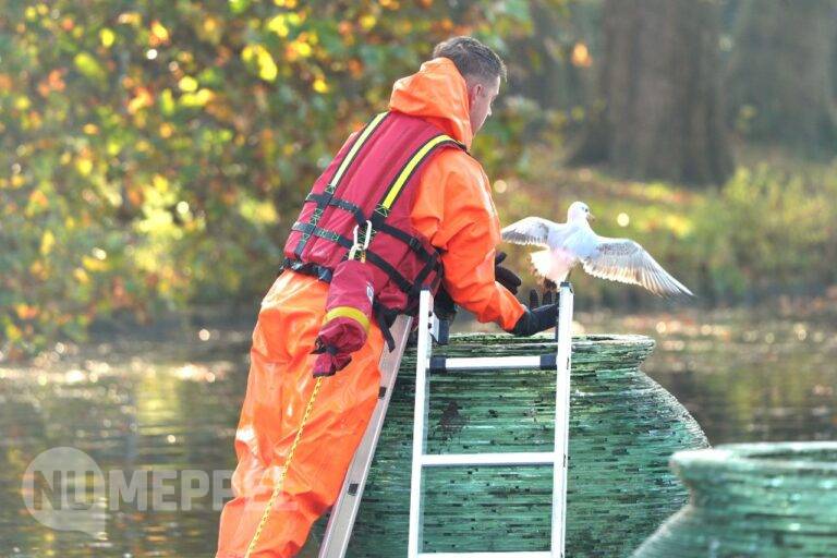 Meeuw vast in glazen vaas in Wilhelminapark Meppel