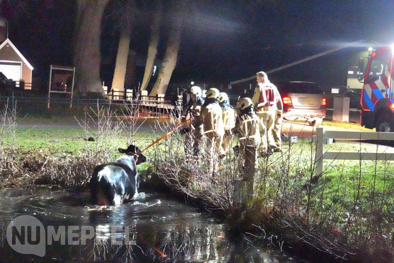 Koe uit water gered aan de Wetering in Meppel
