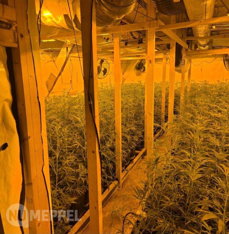 Hennepkwekerij met ruim 1100 planten ontdekt in Oldemarkt