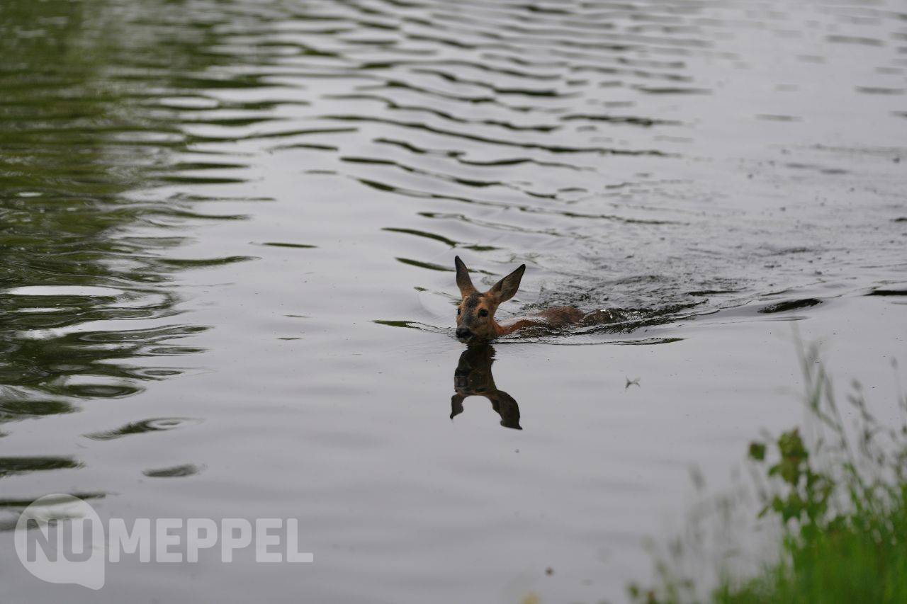Drie reeën uit Drentsche Hoofdvaart gered bij Havelte